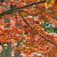 Acer palmatum Mioulane MAP NPM 914379325