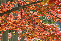 Acer palmatum Mioulane MAP NPM 914379325