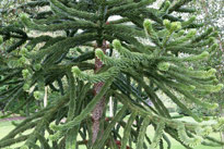 Araucaria araucana Mioulane MAP NPM 090202380