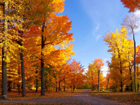 Automne Ciel Bleu