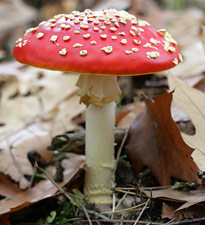 Champignon Amanita muscaria Mioulane MAP NPM 080116112