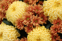 Chrysantheme Mioulane NewsJardinTV MAP 9N7B1029