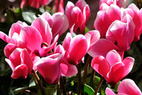 Cyclamen Mioulane MAP NPM 850350264