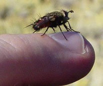 Fly on finger 490px