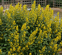 Lysimachia punctata Mioulane MAP XY7S9834