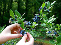 Myrtille recolte Flora