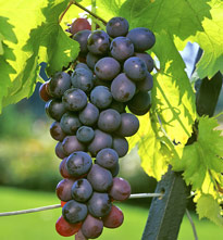 Raisin Muscat Descat MAP ADE GIP0032659