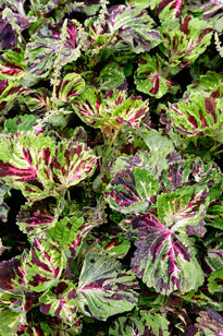 Solenostemon Kong Mosaic Mioulane MAP NPM 850453558