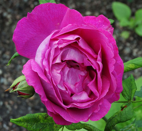 Rosa Madame Victor Verdier