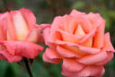 Rosa Mosaique Mioulane MAP NPM 850320531