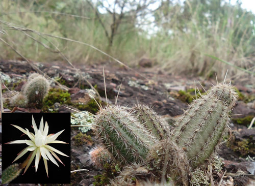 Arthrocereus