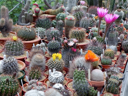 Cactus Collection Flora