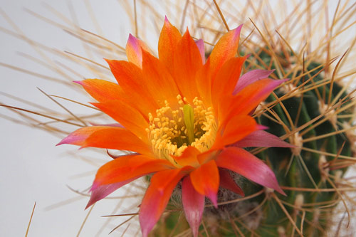 Echinopsis pampana. Flora