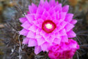 Eriosyce chilensis Cactus Rare