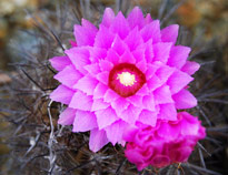 Eriosyce chilensis Cactus Rare