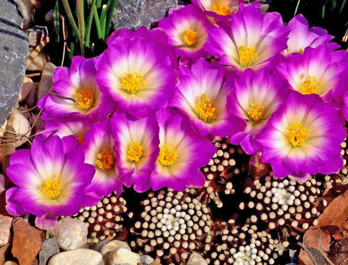 Mammilaria luethyi