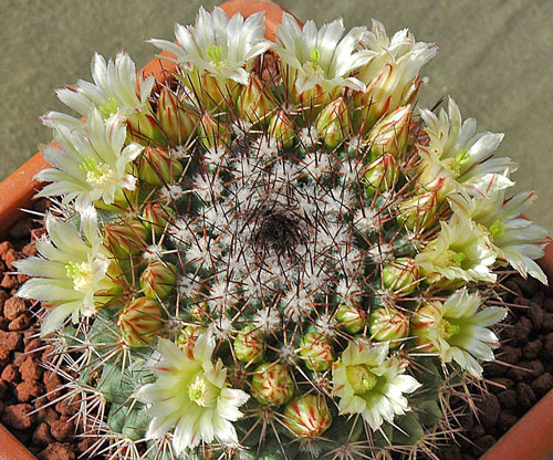 Mammillaria Bocensis