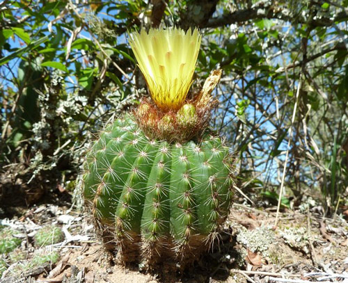 Parodia muricata