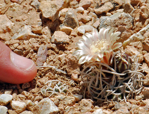 Pediocactus GGoodwin