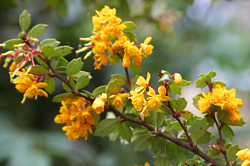 Berberis thunbergii Mioulane MAP NPM 84988054