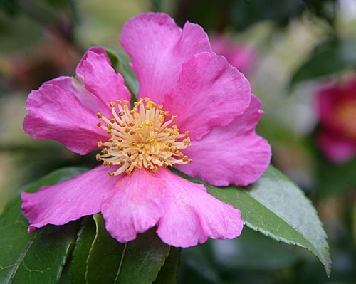 Camellia sasanque Mioulane MAP NPM 850278050