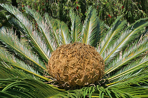 Cycas revoluta Mioulane NewsJardinTV