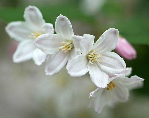 Deutzia Pasquel MAP NPAC 081110247