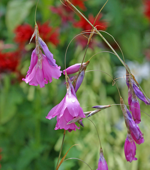 Dierama Mioulane MAP NPM 070820217