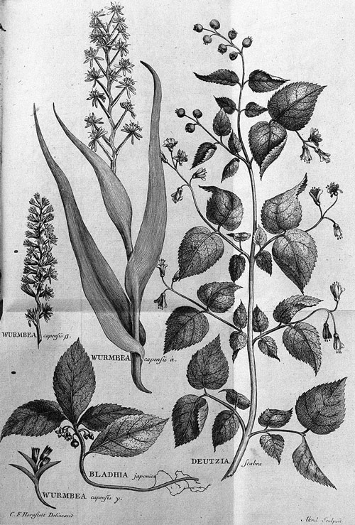 Flora capensis Hornstedt plants