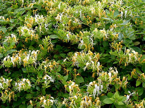 Lonicera Japonica Mioulane MAP NPM 850324075