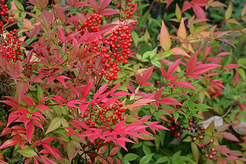 Nandina dometica Mioulane MAP NPM 850377002