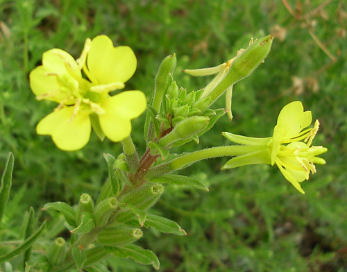 Oenothera villosa Flora