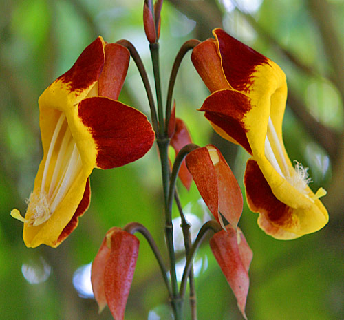 Thunbergia mysorensis Mioulane NewsJardinTV