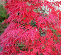 Acer palmatum Mioulane MAP NPM 071126197