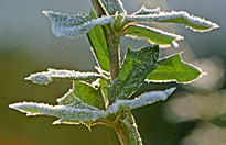 Berberis Givre Mioulane MAP NPM 850278086