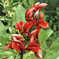 Erythrina Mioulane MAP NPM GIP0097356