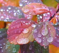 Goutte Pluie Feuillage Automne