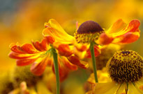 Helenium MAP NPA 0508240675