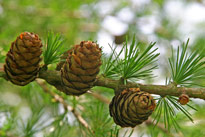 Larix decidua meleze Mioulane NewsJardinTV