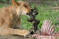 Lionne mange carcasse zebre Mioulane NewsJardinTV