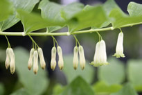 Polygonatum Mioulane MAP NPM 850394806