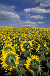 Tournesol Champ MAP HUG 090316100