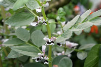 Vicia faba Mioulane MAP 9N7B0912