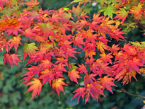 Acer palmatum Orange dream Mioulane MAP NPM 719517107