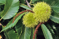 Castanea sativa MAP FBU 0003122