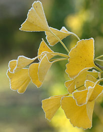 Ginkgo biloba automne ADE MAP061106334