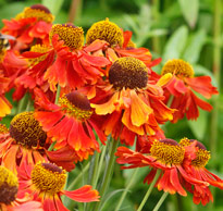 Helenium Mioulane MAP NPM 914378145