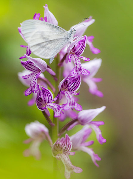 Orchidee Papillon Pillet