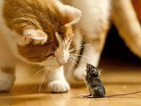 Chat souris