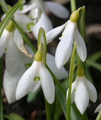 Galanthus nivalis Mioulane MAP NPM 071205101